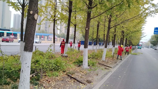 【潜江点点官网置业集团】抢抓时节 精心养护 打造最美“银杏大道”